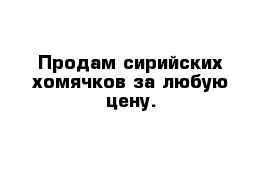 Продам сирийских хомячков за любую цену.